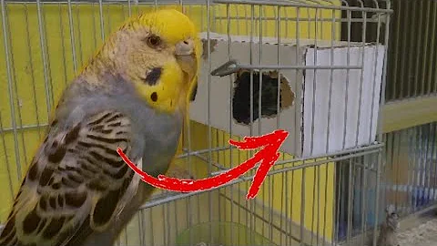 Como encará o periquito?