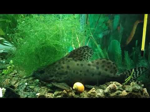 Мой аквариум (кристальная