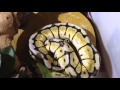 Troubleshooting Ball Python Feeding: Essential Tips and Insights
