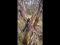 #shorts #shortsvideo #short Hunting with my 106 year old World War 1   303 British rifle