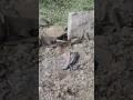 Snake Vs Mongoose Real Fight