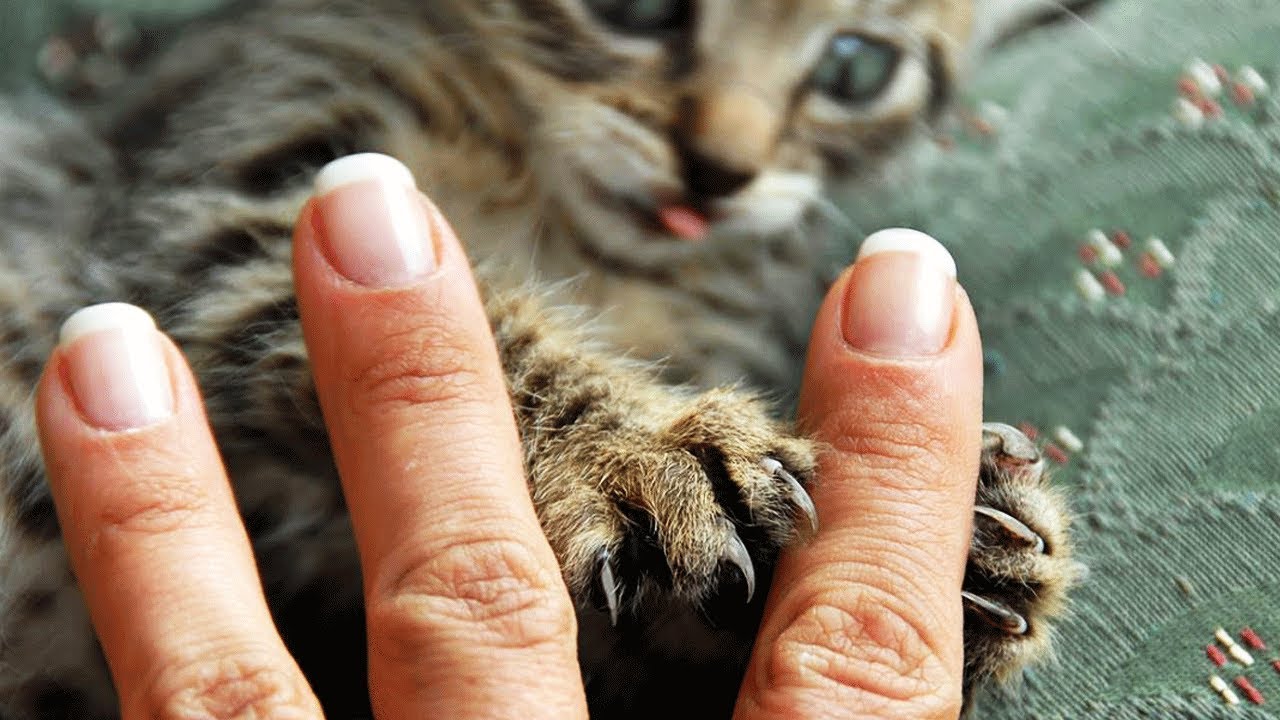 Поцарапала кошка ЧТО ДЕЛАТЬ и ЧЕМ ЛЕЧИТЬ, как восстановить кожу после царапины от кошки