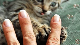 Поцарапала кошка ЧТО ДЕЛАТЬ и ЧЕМ ЛЕЧИТЬ, как восстановить кожу после царапины от кошки