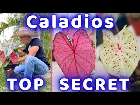 Video: Información de la flor de caladio: aprenda sobre la floración en las plantas de caladio