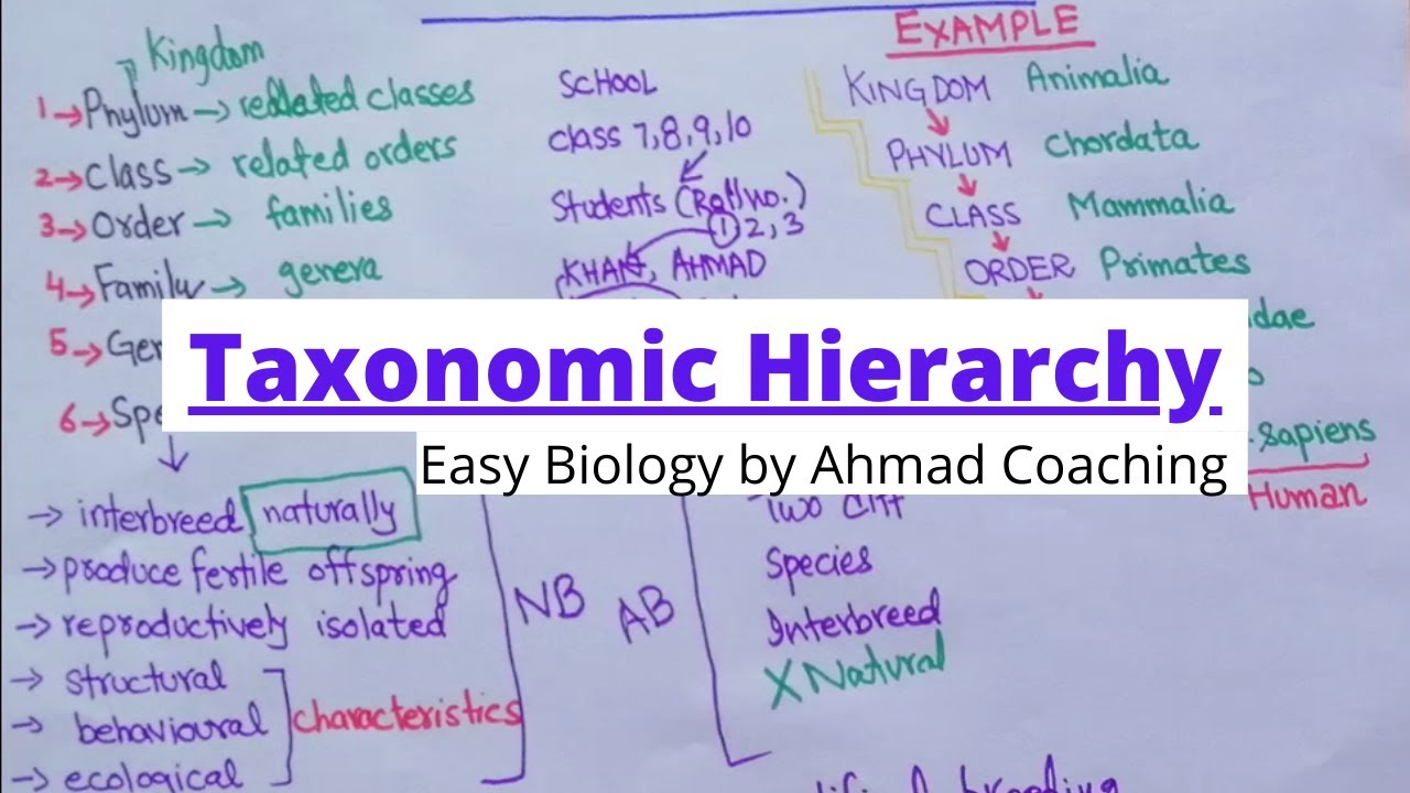 Taxonomic Hierarchy of Biology  Examples of Human and Daily Life