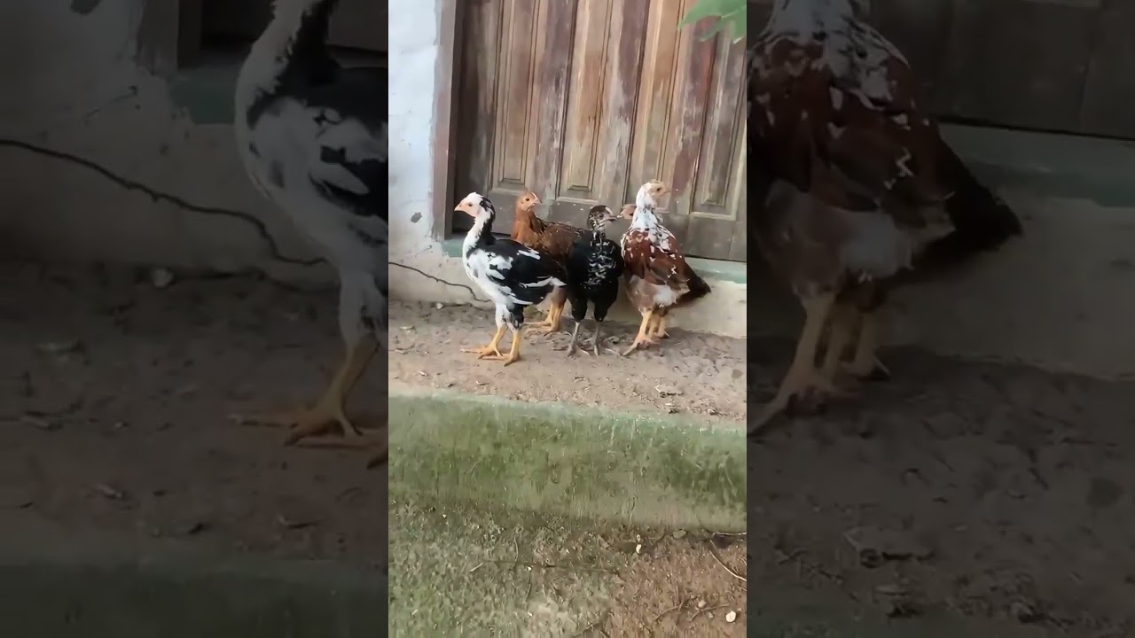 PINTINHOS GALINHA BALÃO - 50 DIAS gigantes e lindos 🤩