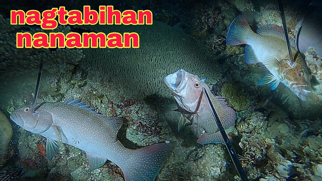 ep558 Dive1 nagtabihan nanaman ang mga first class na isda sa dating spot