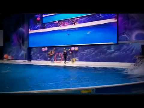 Maddy’s Entertainment World : Dubai Dolphinarium – Indoor Dolphins 🐬 Show