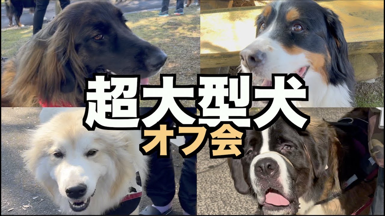 超大型犬はおっとり 大人しい 大暴れやw 超大型犬のオフ会 Youtube