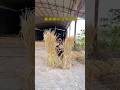 😱The girl took the longer route home to escape her grandmother|#shortvideo