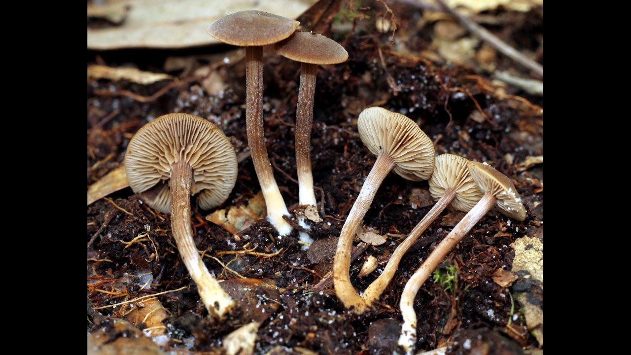 Inocybe tubarioides