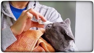 How to put your eyes on the cat  an application of eye drops