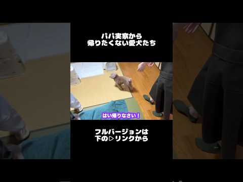 実家から帰りたくない愛犬たち #犬 #トイプードル #かわいい #トイプードルの虎太郎三桜 #癒し #といぷーどる #こたみお