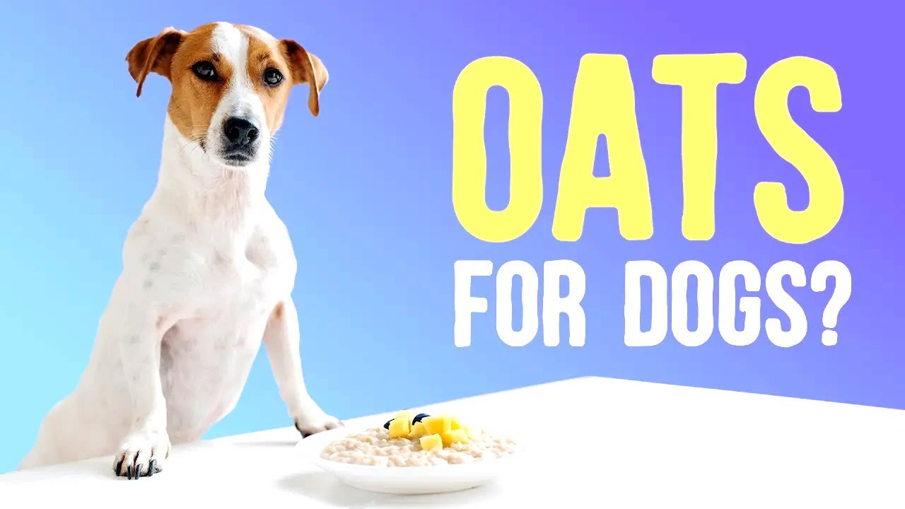 Snapshot of Is Wild Oats Bad For Dogs