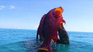 INDO TALES - EPISODE 21 Catching coral trout and grilling it for dinner on the beach