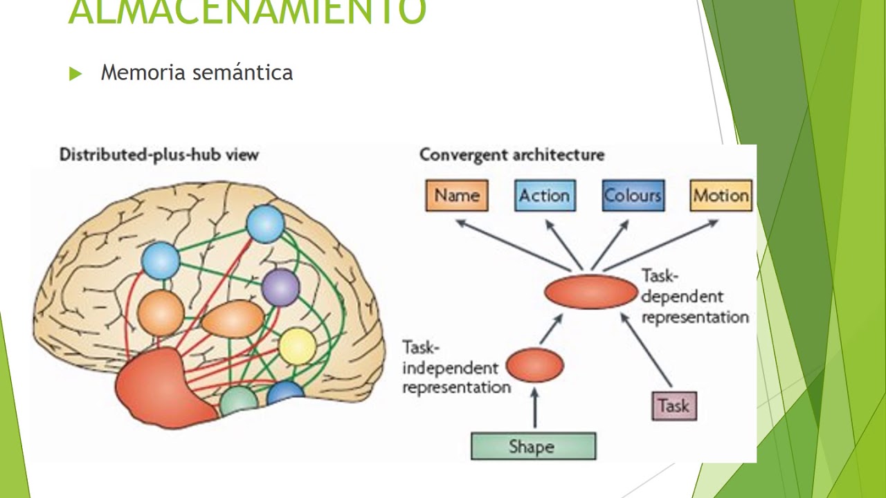 Bases neuroanatómicas del aprendizaje - YouTube