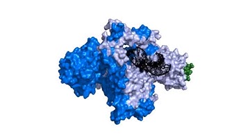 Telomerase in 3D