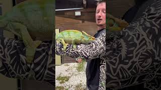 Biggest Chameleon In The World!!! #Animals #Reptile #Snake #Lizard #Gecko #Pets #Wildlife #Chameleon