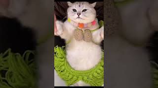 Она Останется Ононом 😂😂😂,Умора😂😂😂 #Funny #Funniestcats #Cat #Catlike #Funnyvideo #Memes