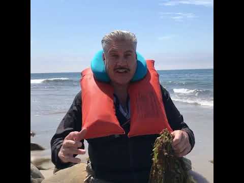 SEA PODS 072120