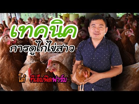 วีดีโอ: วิธีการเลือกไก่ไข่