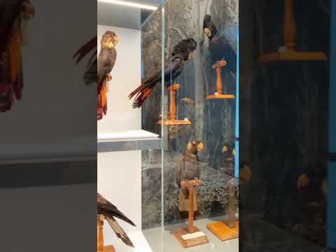 Video: Bảo tàng hàng đầu ở Sydney