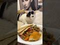 The cat is begging for food.