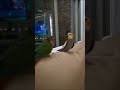 🦜Papageien in Aktion 😍👍Montag 25. Mai 2026