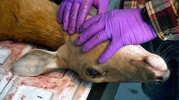 How to Collect a Deer Lymph Node Sample for CWD Testing