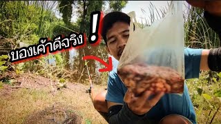 ❗OK. Know the story.. 👌 | Catching snakehead fish with live bait using chicken entrails mixed