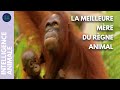 Orangoutan  un lien maternel exceptionnel i ia