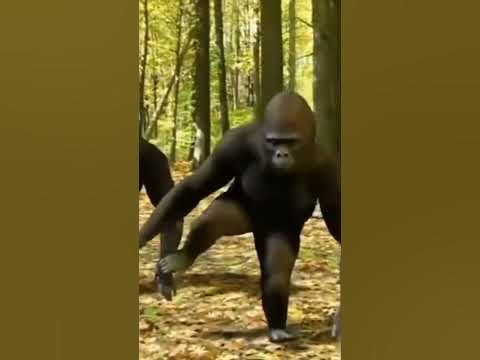 Горилы - YouTube