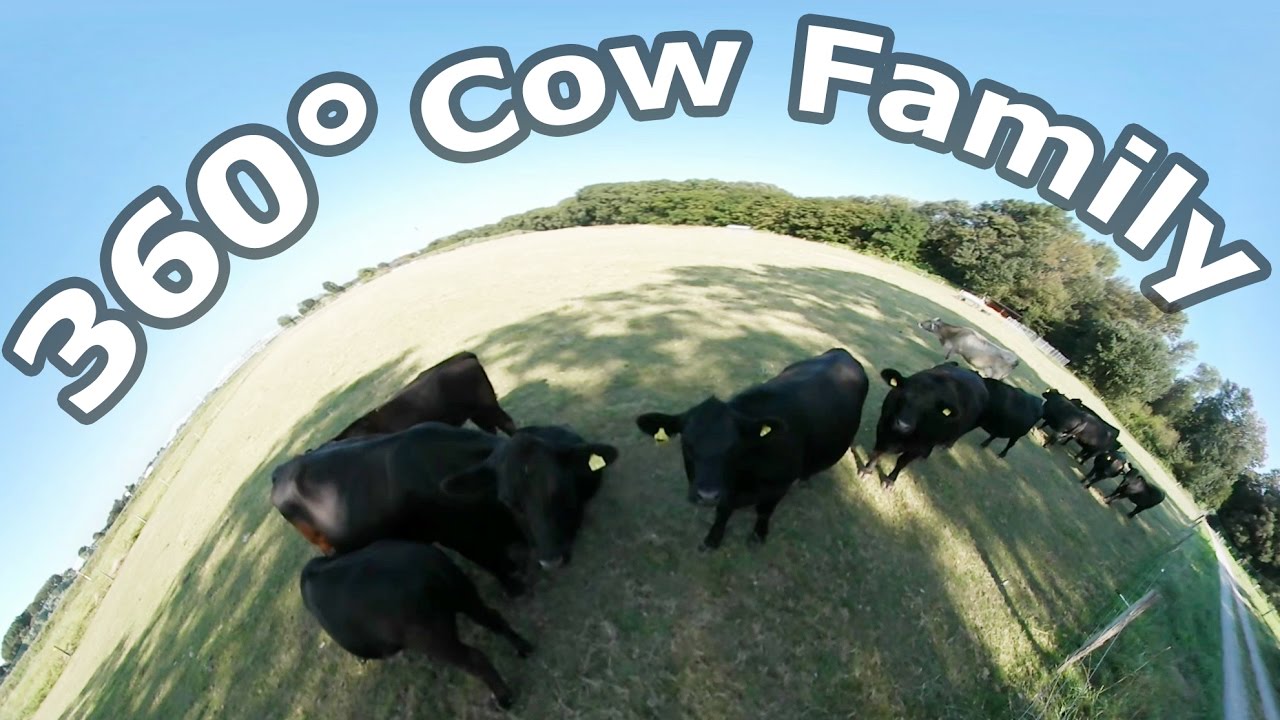 360° Cow family with Calf Baby drinking milk [4K] - YouTube