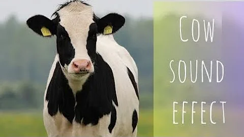 Loving mother cow plays with newborn calf, then nursers her