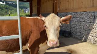 Emotivo reencuentro de una vaca con su hija