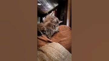 • Catnip spray reaction • #cats #catshorts #catvideos #catlife #catholic #kitty #catsofyoutube #cat