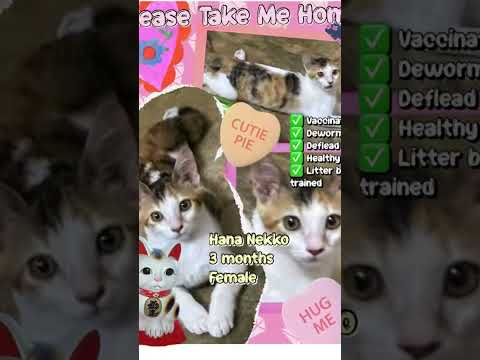 Domestic Short Hair + Calico Kitten For Adoption - 3 Months, HANA NEKKO (VACCINATED) from Petaling..