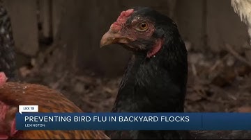 Preventing bird flu in backyard flocks