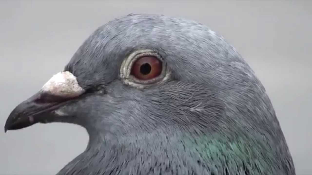 【Chill】Euphoria - Free [Music Video]