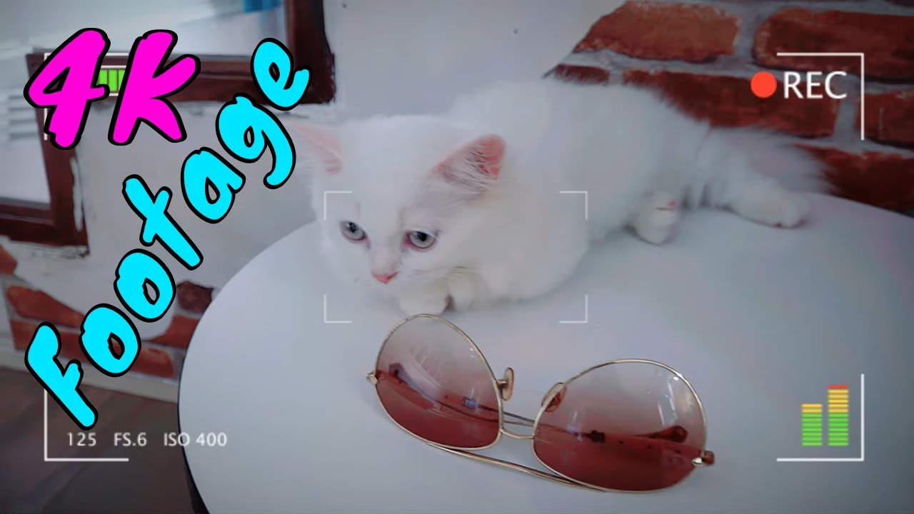 4K Quality Animal Footage Kittens Beautiful And Cute Viral Cat