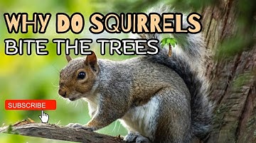 Why Do Squirrels Bite Trees? Uncovering the Secrets Behind Their Chewing Behavior 🐿️🌴