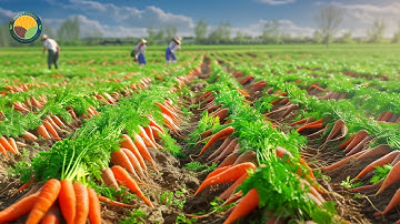 Wortels oogsten en verwerken - Moderne wortelteelttechnieken | Landbouwdocumentaire
