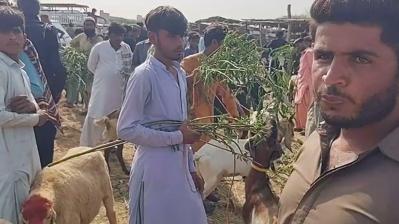 Hello Thursday Thatta Bakra Mandi 