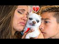 WE REALLY MISS OUR DOG.. 💔 | The Royalty Family