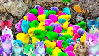 Tangkap Ayam Lucu, Ayam Warna Warni, Ayam Rainbow Gokil, Kelinci, Bebek, ikan hias, Animal Cute 339 by Rumah Sato  8,455 views 5 months ago 6 minutes, 42 seconds