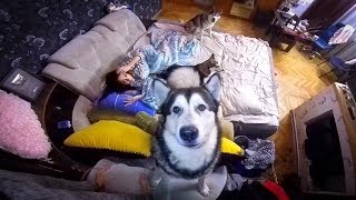 хаски будит хаски будит