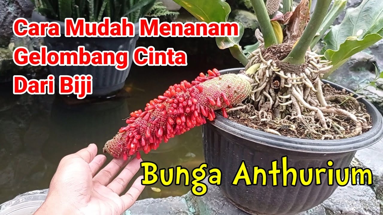 Cara Menanam Gelombang Cinta Dari Biji | Tanaman Hias Anthurium