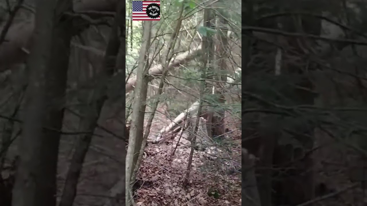 What the bottom of the birch. #twobrothersoutdoors #adirondacks #chainsaw