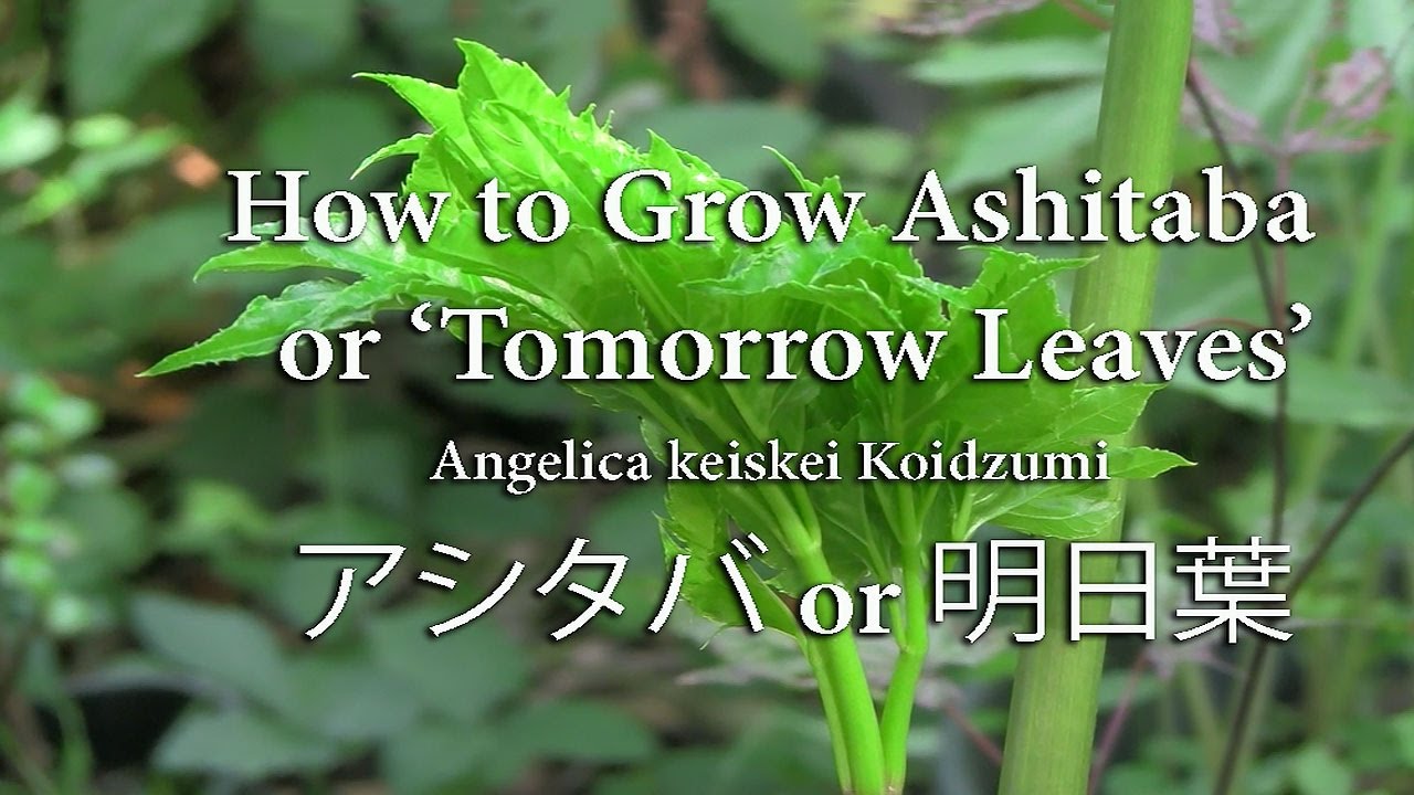 How to Grow Ashitaba   aka Angelica Keiskei and 'Tomorrow Leaves'