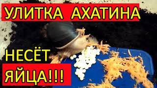 УЛИТКА АХАТИНА НЕСЁТ ЯЙЦА. Много яиц в кладке домашней улитки.